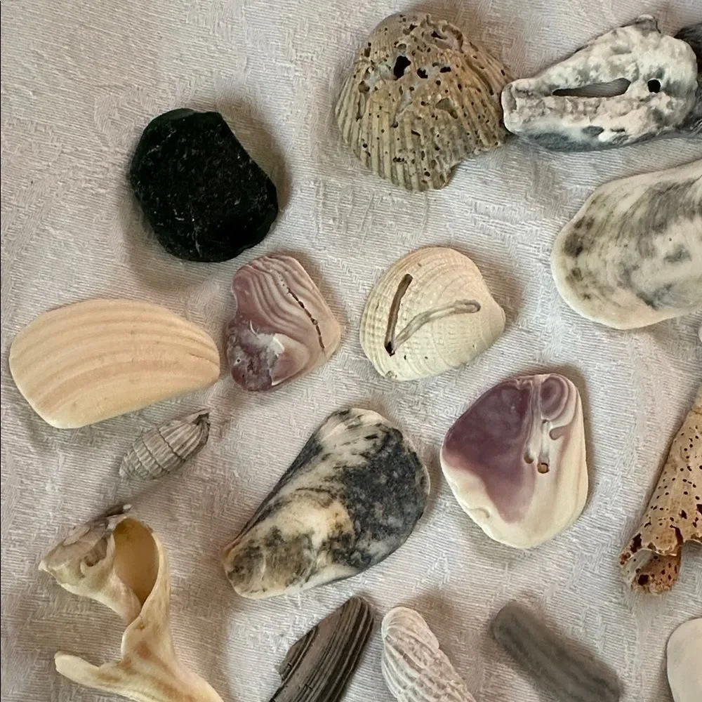 Bundle of Small Sea Shells From Bahamas and Florida